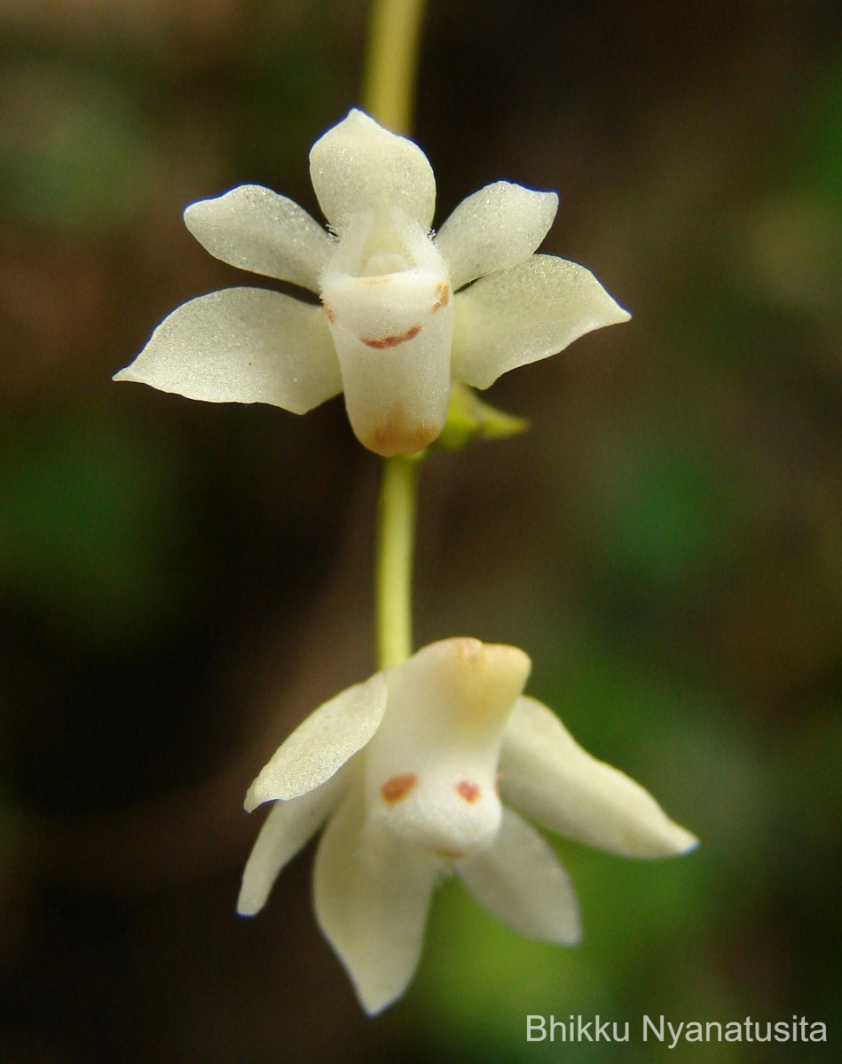 Thrixspermum pulchellum (Thwaites) Schltr.